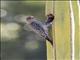 Gray-breasted Woodpecker (Melanerpes hypopolius)