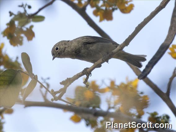 Virginia's Warbler (Leiothlypis virginiae)