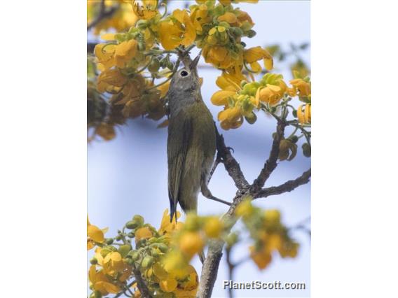 Nashville Warbler (Leiothlypis ruficapilla)