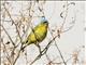 Elegant Euphonia (Chlorophonia elegantissima) - Female