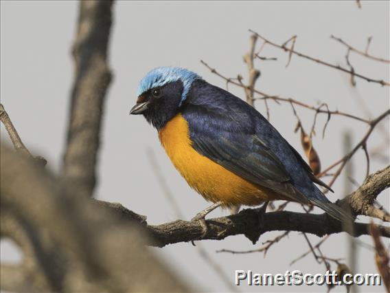 Elegant Euphonia (Chlorophonia elegantissima)