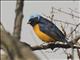 Elegant Euphonia (Chlorophonia elegantissima)