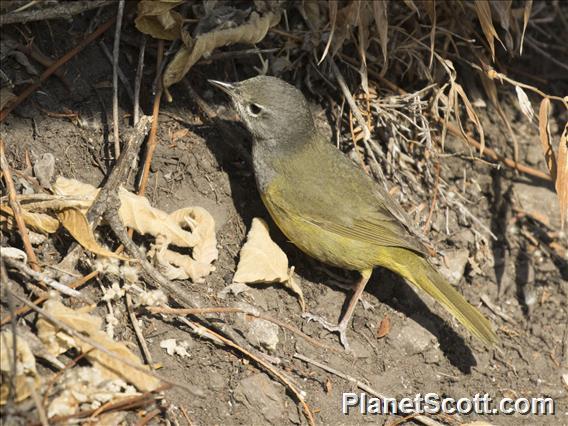 MacGillivray's Warbler (Geothlypis tolmiei)