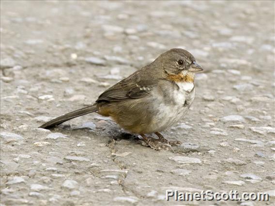 White-throated Towhee (Melozone albicollis)