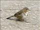 White-throated Towhee (Melozone albicollis)