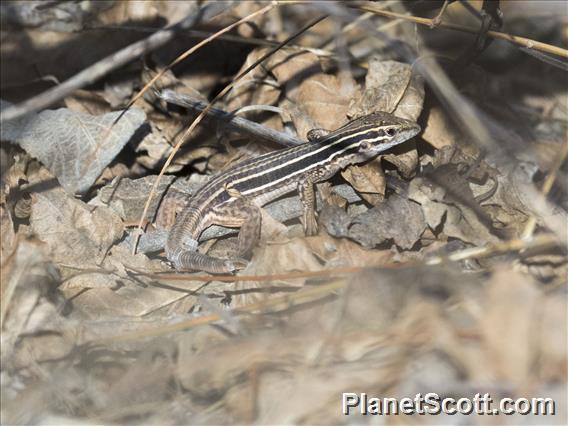 Mexican Whiptail (Aspidoscelis mexicanus)