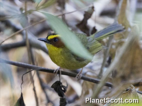 Golden-browed Warbler (Basileuterus belli)