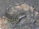 Black-faced Smooth-throated Lizard (Liolaemus melanops)