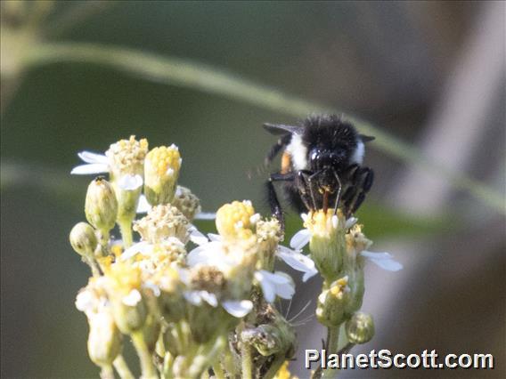 Mesoamerican Bumble Bee (Bombus ephippiatus)