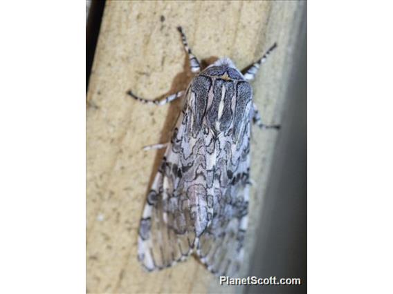 Painted Tiger Moth (Arachnis picta)