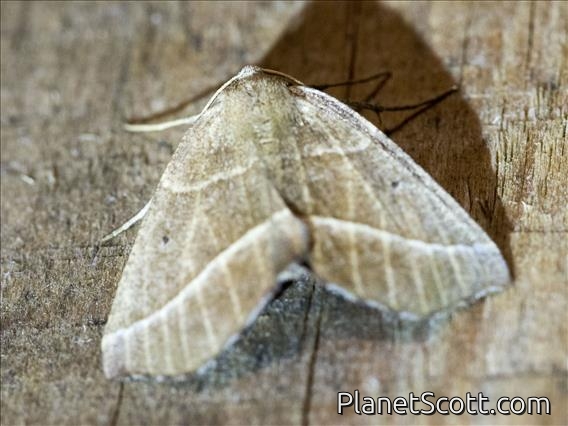 Geometer Moth (Ennominae sp)