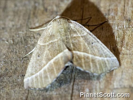 Geometer Moth (Geometridae sp)