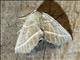 Geometer Moth (Geometridae sp)