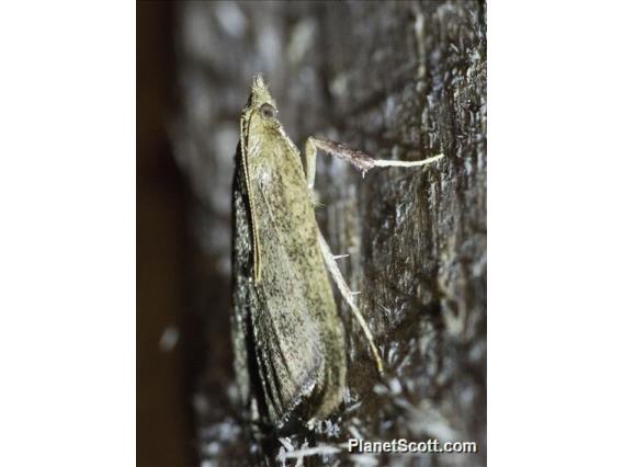 Crambid Snout Moth (Crambidae sp)