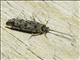 Caddisfly (Trichoptera sp)