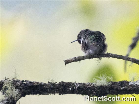 Bumblebee Hummingbird (Selasphorus heloisa)