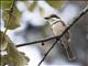 Chestnut-sided Shrike-Vireo (Vireolanius melitophrys)