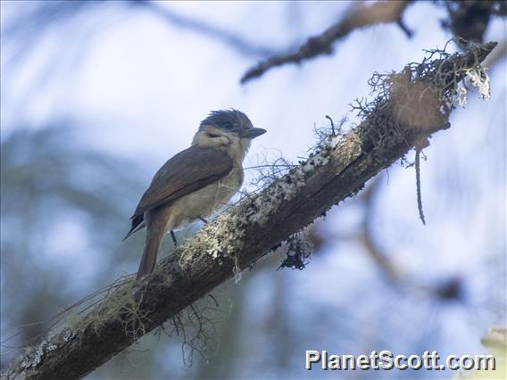 Gray-collared Becard (Pachyramphus major)