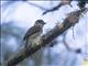 Gray-collared Becard (Pachyramphus major)