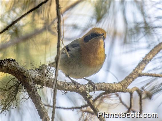 Olive Warbler (Peucedramus taeniatus)