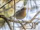 Olive Warbler (Peucedramus taeniatus)