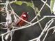 Red Warbler (Cardellina rubra)