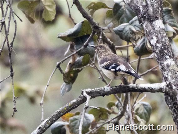 Aztec Thrush (Ridgwayia pinicola)