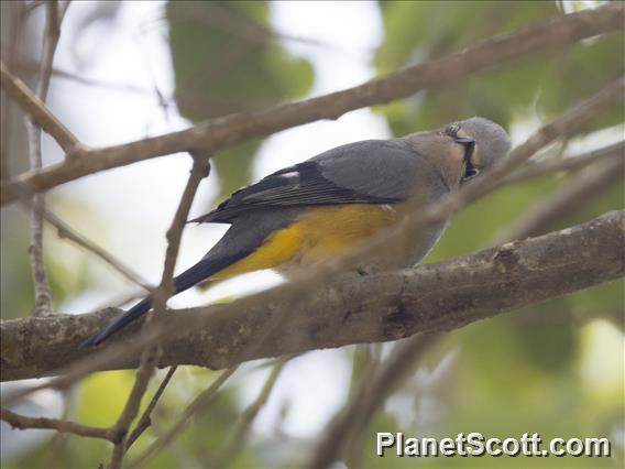 Gray Silky-flycatcher (Ptiliogonys cinereus)