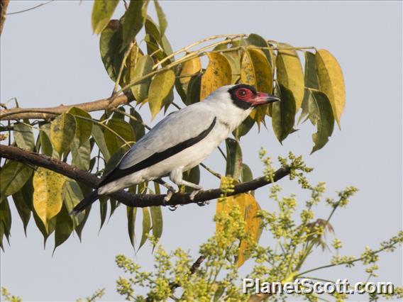 Masked Tityra (Tityra semifasciata)