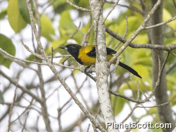 Audubon's Oriole (Icterus graduacauda)