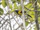 Audubons Oriole (Icterus graduacauda)