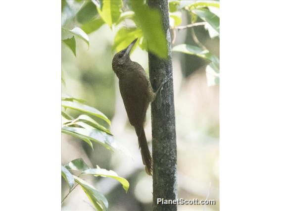 Northern Barred-Woodcreeper (Dendrocolaptes sanctithomae)