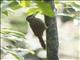 Northern Barred-Woodcreeper (Dendrocolaptes sanctithomae)