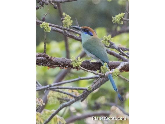 Russet-crowned Motmot (Momotus mexicanus)