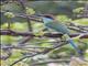 Russet-crowned Motmot (Momotus mexicanus)