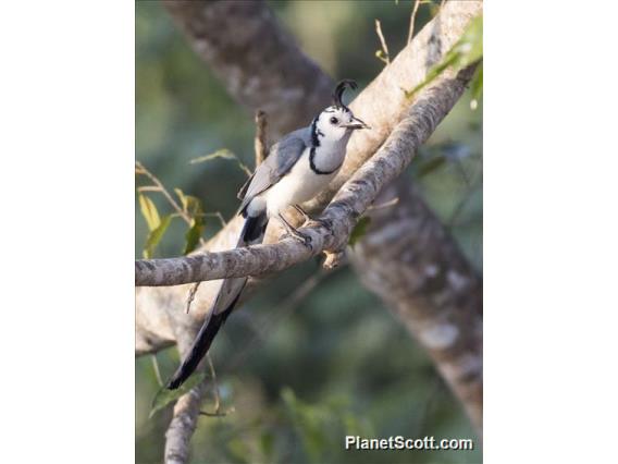 White-throated Magpie-Jay (Cyanocorax formosus)