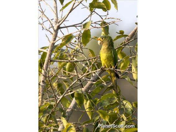 Orange-fronted Parakeet (Eupsittula canicularis)