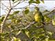 Orange-fronted Parakeet (Eupsittula canicularis)