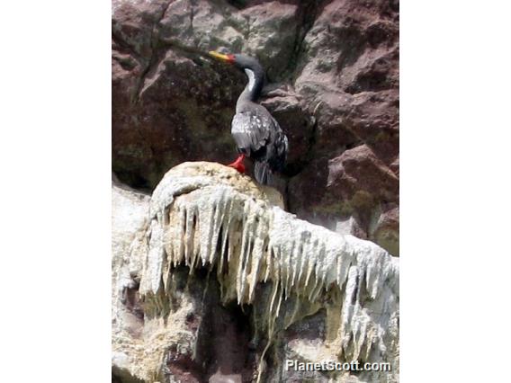 Red-legged Cormorant (Poikilocarbo gaimardi)