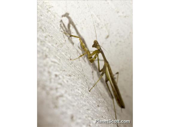 Arizona Mantis (Stagmomantis limbata)