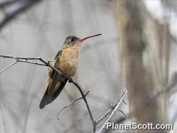 Cinnamon Hummingbird (Amazilia rutila)