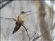 Cinnamon Hummingbird (Amazilia rutila)