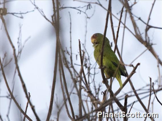 White-fronted Parrot (Amazona albifrons)