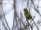 White-fronted Parrot (Amazona albifrons)