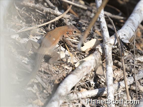 Mexican Racerunner (Aspidoscelis guttatus)