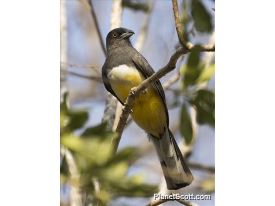 Citreoline Trogon (Trogon citreolus)