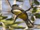 Citreoline Trogon (Trogon citreolus)