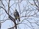 Gray Hawk (Buteo plagiatus)