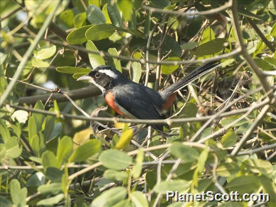 Red-breasted Chat (Granatellus venustus)