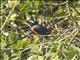 Red-breasted Chat (Granatellus venustus)